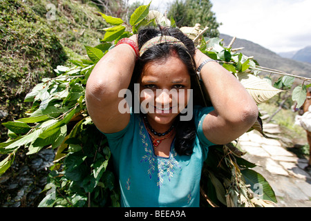 Annapurnas, Nepal - 5. April 2008. Junge Frau mit Futter für ihr Vieh. Stockfoto