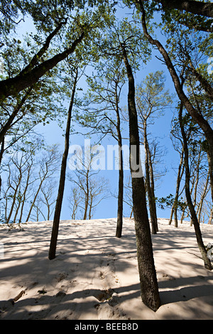 Lacka Gora Dünen engulfing und töten Wald Bäume Slowinski Nationalpark Leba Polen Stockfoto