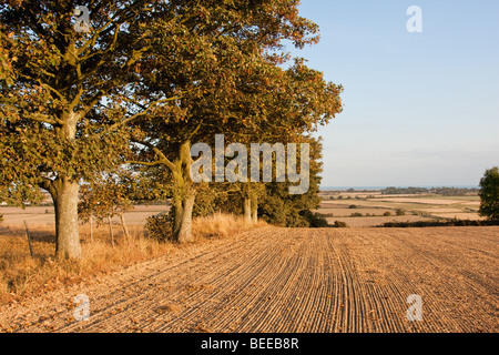 A line of trees overhanging a newly ploughed wheat field in Sussex England. Lit by late afternoon autumn sunlight. Stockfoto