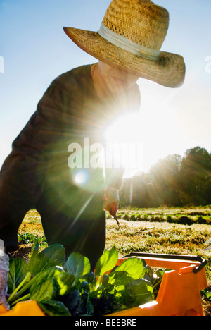 Bio Tatsoi Bauernhof - zertifizierte Bio-Produzent Stockfoto