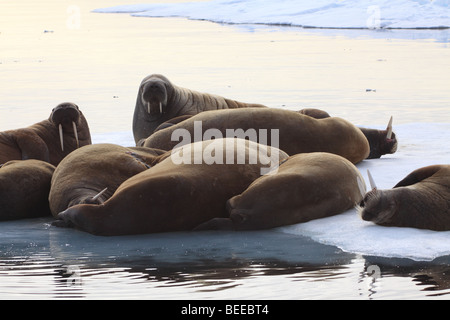 Walross ruht auf dem Packeis im arktischen Ozean nördlich von Svalbard Stockfoto