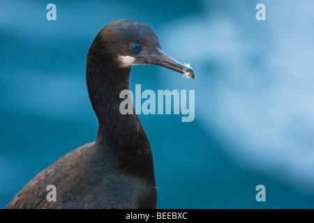 Brandts Kormoran (Phalacrocorax Penicillatus), Point Lobos State Reserve, Kalifornien, USA Stockfoto