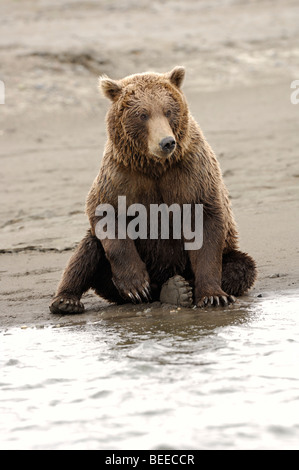 Stock Foto von einem Alaskan Braunbär am Strand sitzen. Stockfoto