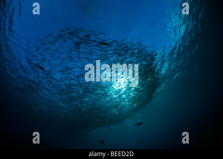 Schulzeit Bigeye Trevally gegen ein Sunburst unter Wasser. Stockfoto
