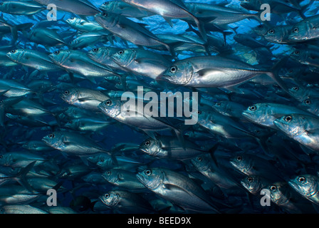 Schulzeit Bigeye Makrelen in Mitte Wasser vor blauem Hintergrund unter Wasser. Stockfoto