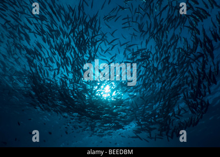 Schulzeit Bigeye Makrelen in Mitte Wasser vor blauem Hintergrund unter Wasser. Stockfoto