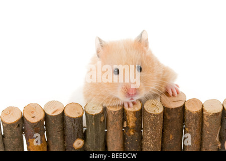 Teddybär Hamster mit weißem Hintergrund Stockfoto