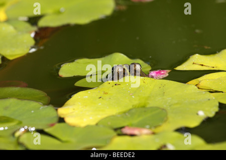 Grasfrosch (Rana Temporaria) Stockfoto