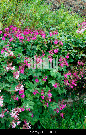 Geranium Macrorhizzum Sorten 'Ingwersen Vielfalt' AGM (hellrosa) und je dunkler 'Bevans Vielfalt' AGM Stockfoto