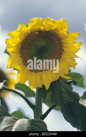 Detail Sonnenblume Liverpool Plains New South Wales Australien Stockfoto