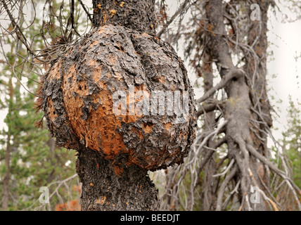 Baum-Krebs auf einer Scots Kiefer (Pinus Sylvestris), typisch für den Bimsstein Wüste, Oregon, USA Stockfoto