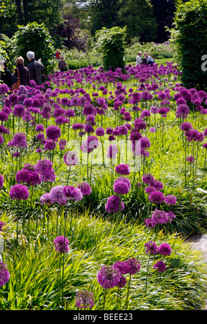 Hollandicum Allium 'Purple Sensation' AGM underplanted mit Hackenochloa macra Stockfoto