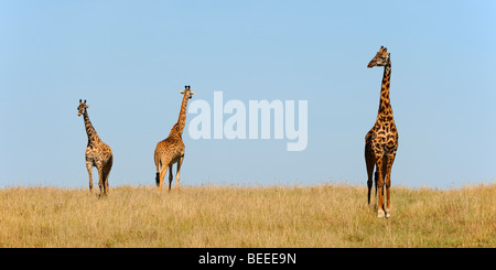 Gruppe von Masai Giraffen (Giraffa Plancius Tippelskirchi) auf der Steppe, Naturschutzgebiet Masai Mara, Kenia, Ostafrika Stockfoto