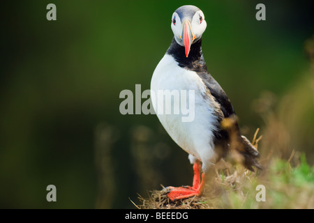 Papageitaucher auf den Klippen am Dyrhólaey, Island Stockfoto