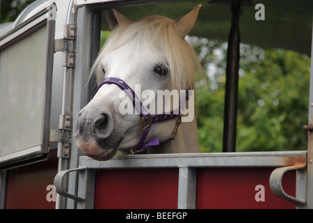 Connemara Pony in einem Pferdeanhänger auf der Maam Cross Pony Show im Juli 2008, Irland Stockfoto