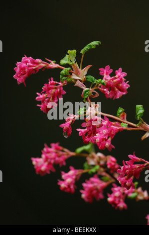 Rot blühende Johannisbeere (Ribes Sanguineum) Stockfoto