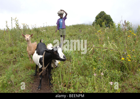 Bakonzo junge mit Ziegen in Felder, Ruwenzori-Gebirge, West-Uganda, Afrika Stockfoto