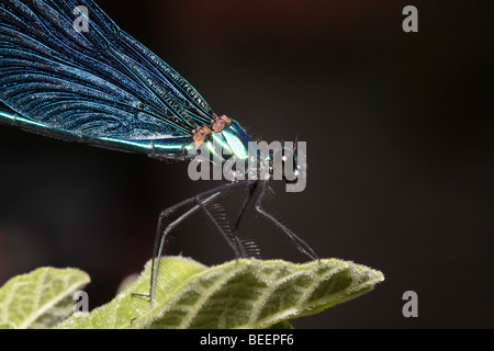 Männliche schöne Prachtlibelle in Griechenland Stockfoto