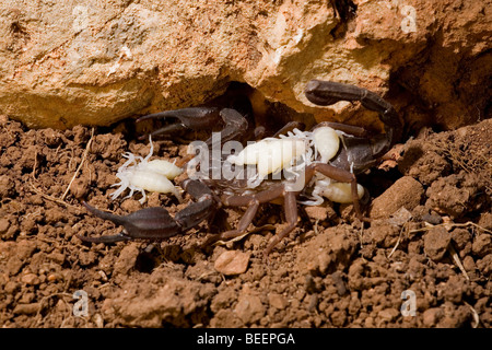 Weibliche Iurus Dufoureius Skorpion trägt einen Tag alt Babys Stockfoto