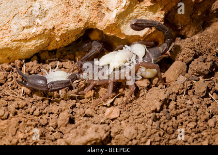 Weibliche Iurus Dufoureius Skorpion trägt einen Tag alt Babys Stockfoto