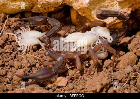 weibliche Iurus Dufoureius Skorpion trägt einen Tag alt Babys Stockfoto