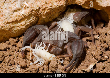 Weibliche Iurus Dufoureius Skorpion mit einen Tag alt jung Stockfoto