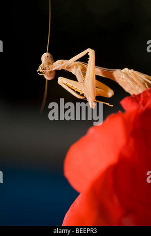 Praying Mantis putzen seinen Krallen Stockfoto