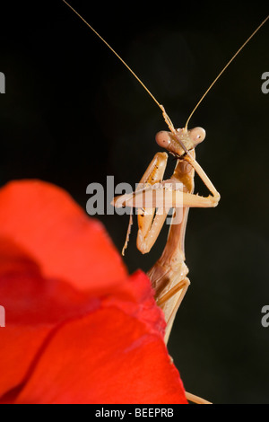 Mantis Religiosa putzen seinen Krallen Stockfoto