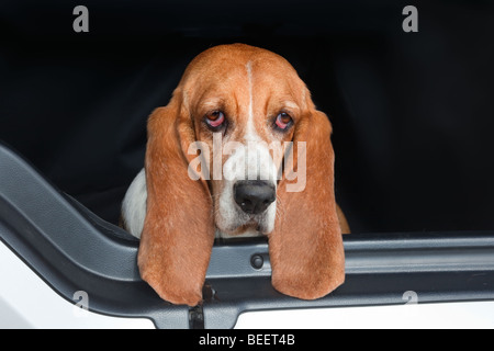 Basset Hound Portrait in der häuslichen Umgebung Stockfoto