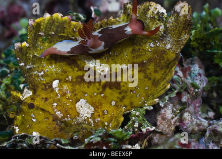 Nacktschnecken, Klettern auf einen gerne unter Wasser. Stockfoto