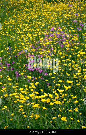 Ranunculus Acrs und Lychnis Flos-Cuculi - Wiese Butterblumen und Ragged Robin in Holbrook Garten, Devon Stockfoto