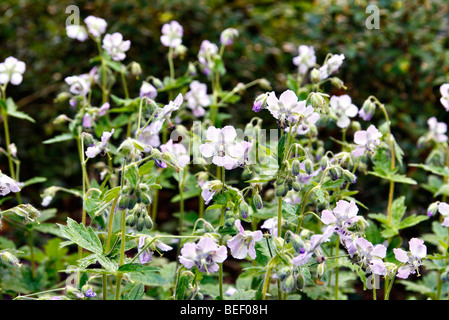 Geranium Phaeum Var Lividum "Joan Baker" Stockfoto