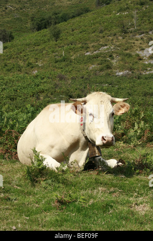 Blonde d ' Aquitaine-Kuh in den Pyrenäen, Baskenland Stockfoto