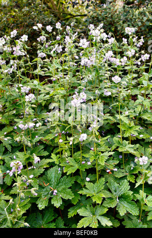 Geranium Phaeum Var Lividum "Joan Baker" Stockfoto