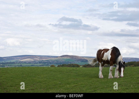 Skewbal braune und weiße Pferde grasen auf einer Wiese Stockfoto