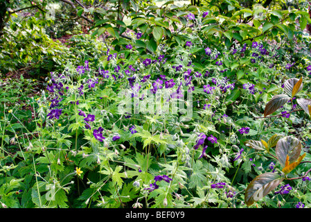 Geranium Phaeum "Lily Lovell" Stockfoto