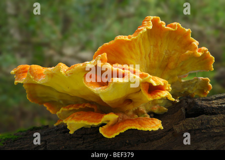 Laetiporus Sulphureus Pilze auf Eiche gefunden. Gemeinsamer Name, Huhn des Waldes. Sevenoaks Wildlife Reserve, Kent, England, UK. Stockfoto