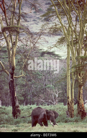 Afrikanische Elefanten im Ngorongoro Crater National Park, Tansania Stockfoto