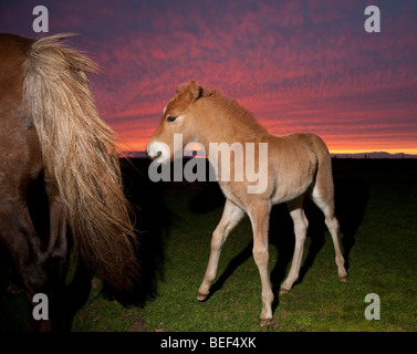 Stute und Fohlen bei Sonnenuntergang, Island Stockfoto