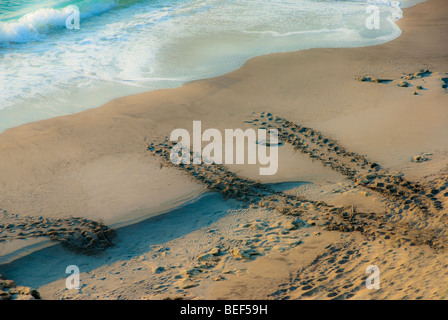Unechte Karettschildkröte (Caretta Caretta) tracks aus den Nestern auf Jupiter Beach - Arten vom Aussterben bedroht ist - Jupiter, Florida - USA Stockfoto