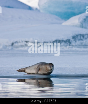 Dichtungen, Sonnenbad am Jökulsárlón Glacial Lagune, Island Stockfoto