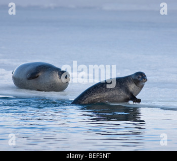 Dichtungen, Sonnenbad am Jökulsárlón Glacial Lagune, Island Stockfoto