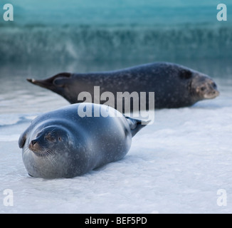 Dichtungen, Sonnenbad am Jökulsárlón Glacial Lagune, Island Stockfoto