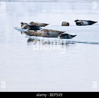 Dichtungen, Sonnenbad am Jökulsárlón Glacial Lagune, Island Stockfoto