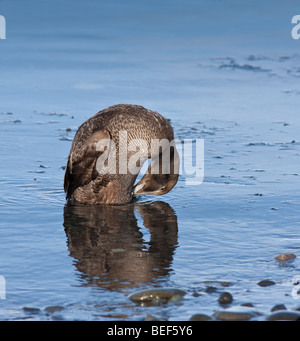 Eiderente (Somateria Mollissima) Jökulsárlón Glacial Lagune, Island Stockfoto