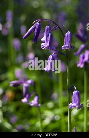 Glockenblumen, Hyacinthoides non-scripta Stockfoto