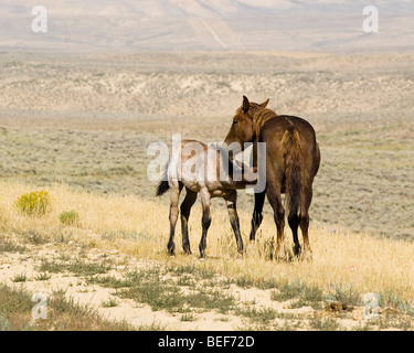 kostenlose Roaming-Mustangs auf dem weißen Berg BLM Land in der Nähe von Green River, Wyoming Stockfoto