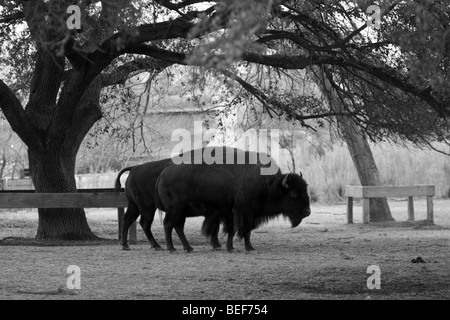 Amerikanische Bisons im Zoo, Norfolk, Virginia Stockfoto