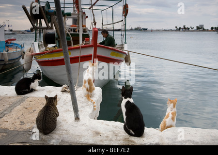 hungrige Katzen warten, um einige Fische Stockfoto