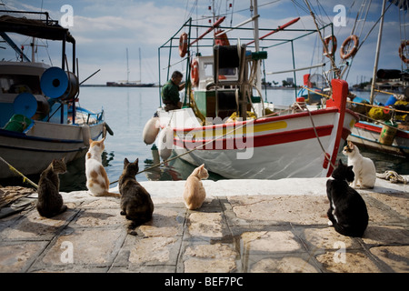 Katzen warten, um einige Fisch vom Fischer Stockfoto